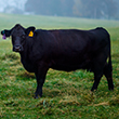 beef cattle in pasture