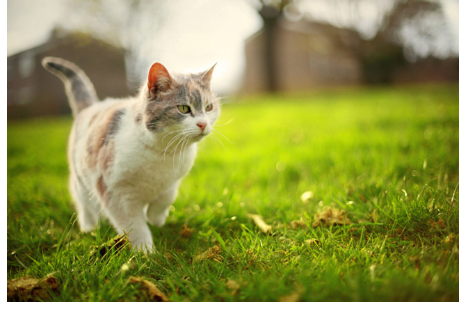 cat walking in grass