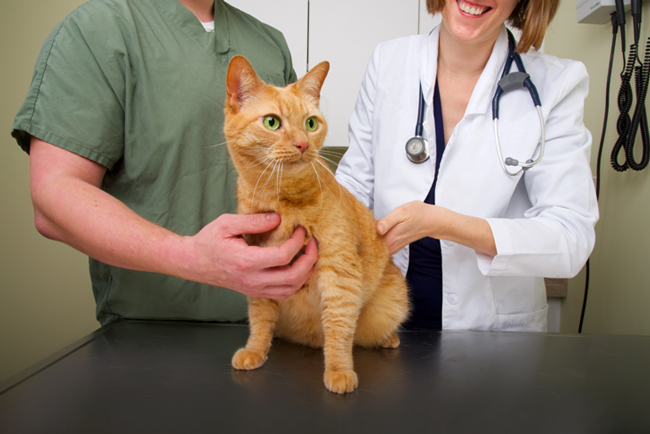 veterinarians examining cat