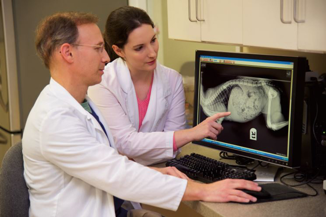 veterinarians examining x-ray