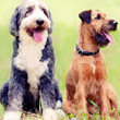 dogs sitting in field