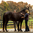 Horse Caregivers