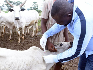 Dr. Adah Ogwuche administers a vaccination