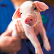 piglet antibiotic stewardship