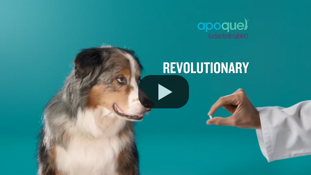 Apoquel TV Ad