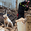 dog and fireman