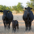 Cows on pasture