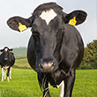 Dairy cattle in field