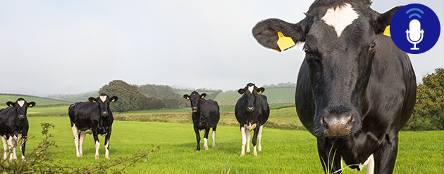 Dairy cattle in field