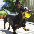 dog with tennis ball