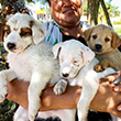 Armload of puppies