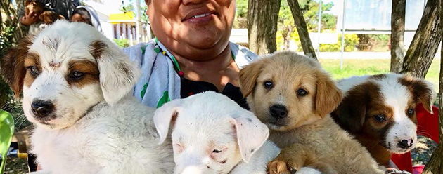 Armload of puppies