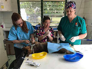 Victoria Chapman (center) operates on a puppy and two nurses assist