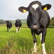 dairy cattle in field