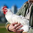 man holding chicken