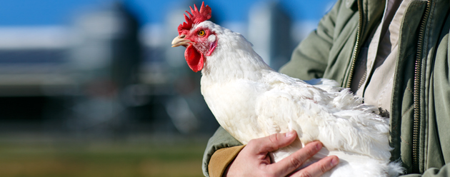 man holding chicken