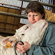 cow with veterinarian