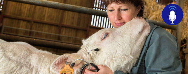 cow with veterinarian