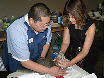 veterinarian with cat