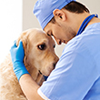 Veterinarian holding dog