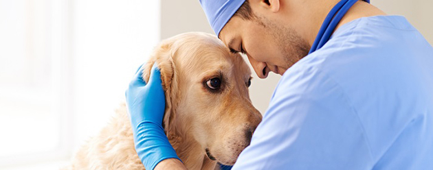 Veterinarian holding dog