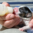 Dog with bottle