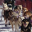 sled dog race