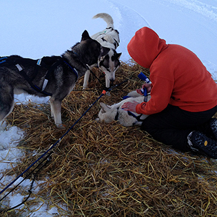 Mushers taking care of their dogs