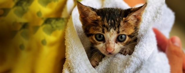 kitten wrapped in blanket