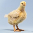 chicks studio portrait