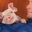 producer holding piglet