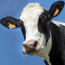 Close-up of cow, genetic testing