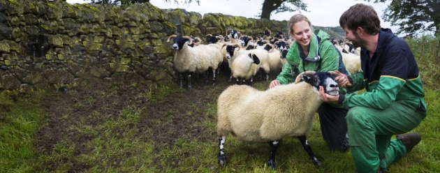 sheep herders customers