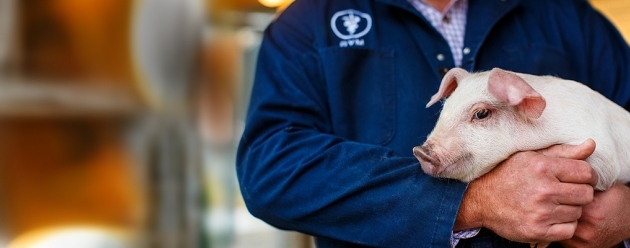 producer holding piglet