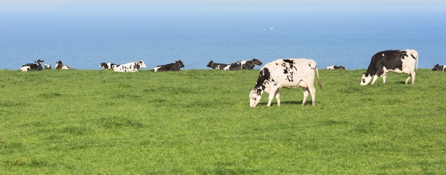 cattle grazing in field