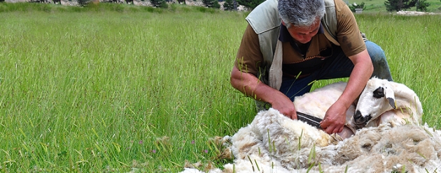 Zoetis crowns National Sheep Shearing Champion