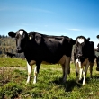 Zoetis holstein USA partnership, cows in field