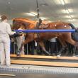 equine health through research and educational programs, horse running