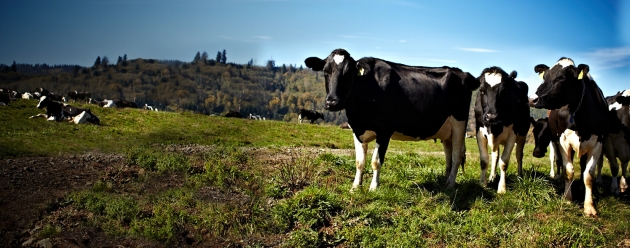 Zoetis holstein USA partnership, cows in field