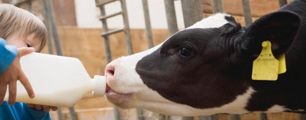 dairy calf drinking milk