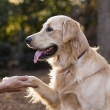 dog shaking hand