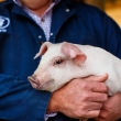 producer holding piglet