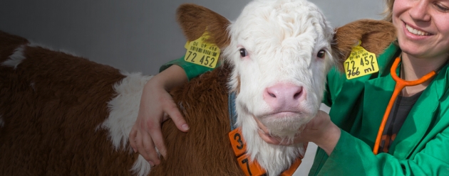 veterinarian with calf, Germany