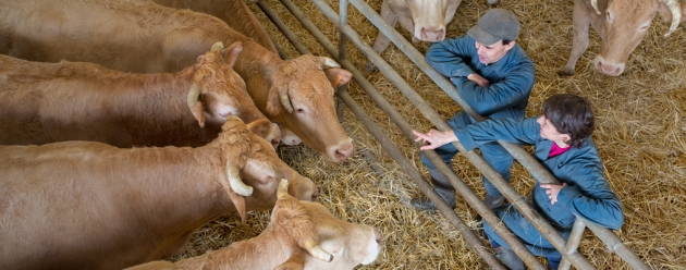 vet producers with beef cattle