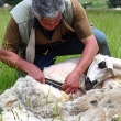 Zoetis crowns National Sheep Shearing Champion