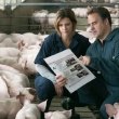 man and woman with pigs