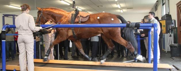 equine health through research and educational programs, horse running