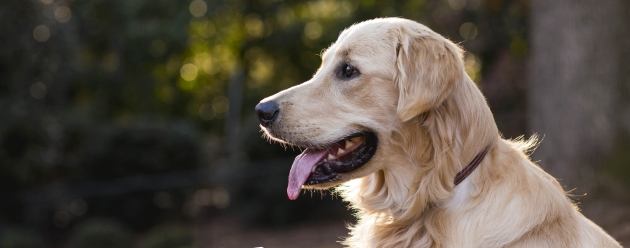 dog shaking hand