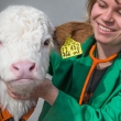 veterinarian with calf, Germany