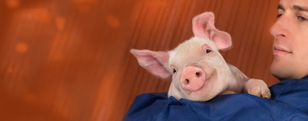 producer holding piglet